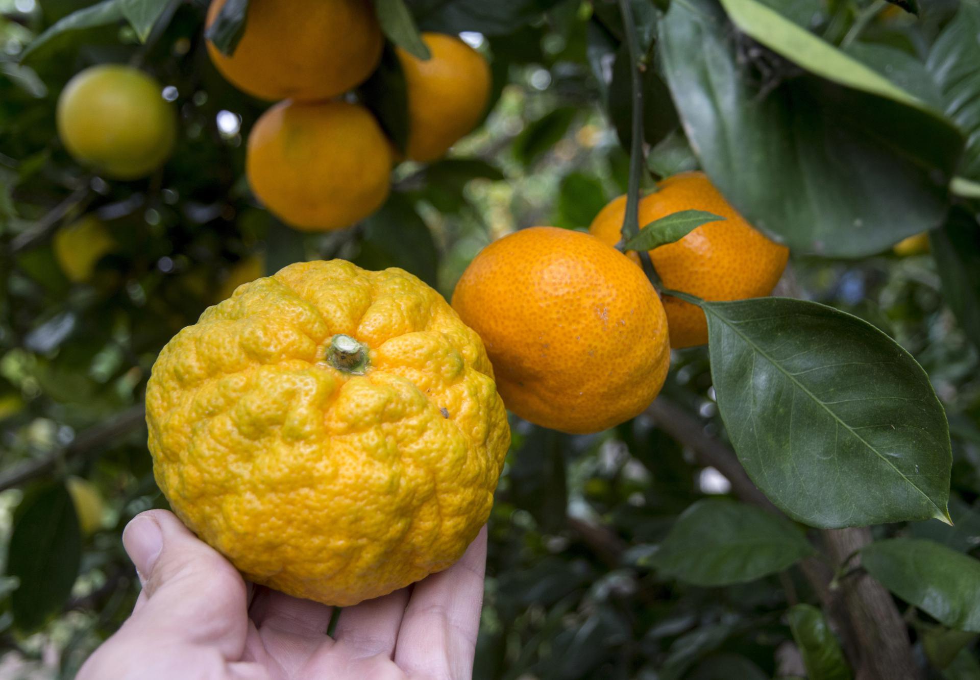 Tvrtci iz Čapljine naređeno da u Hrvatsku vrati uvezene mandarine ili ih uništi