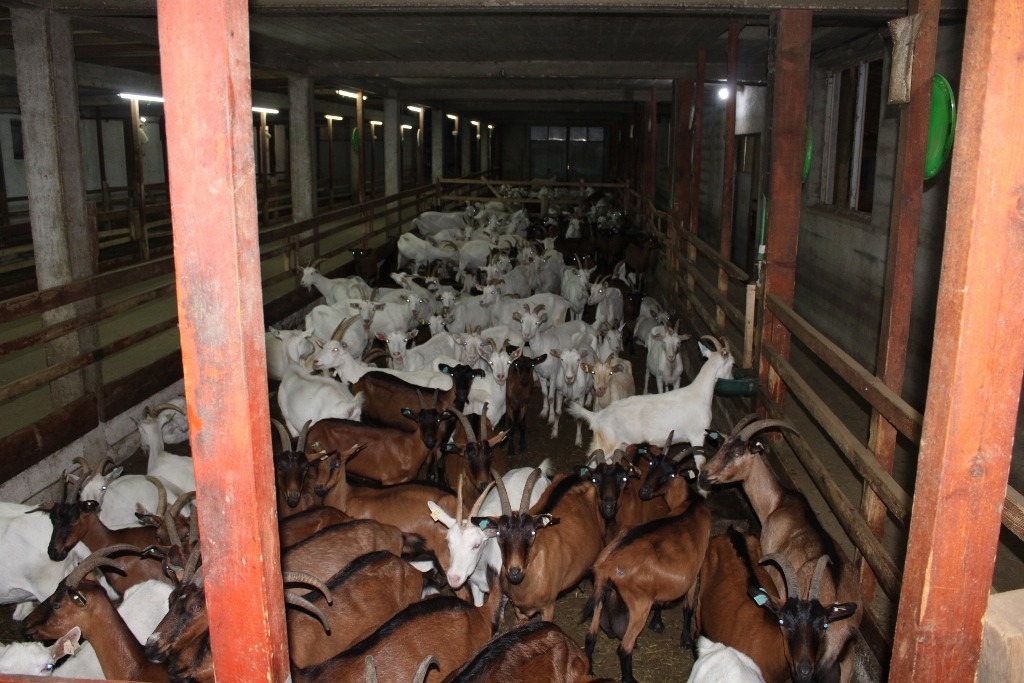 Ljuban se vratio poslu predaka, na farmi ima 420 koza